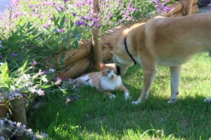 Les animaux sont les bienvenus à la maison Addama